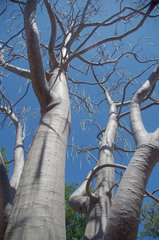 Moringa hildebrandtii