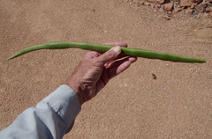 Moringa hildebrandtii