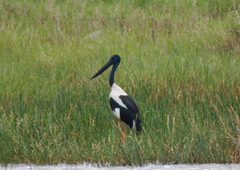 Ephippiorhynchus asiaticus australis