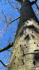 Ceiba speciosa