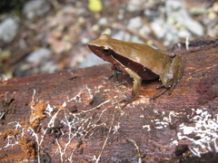 Physalaemus olfersii