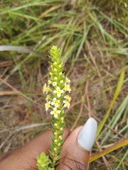 Struthiola tuberculosa