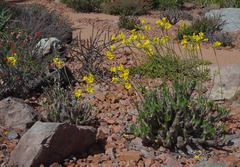 Pachypodium horombense