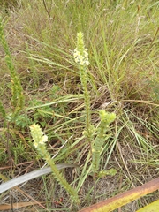 Struthiola tuberculosa