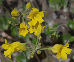 Pachypodium horombense