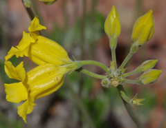 Pachypodium horombense