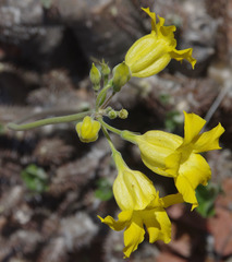 Pachypodium horombense