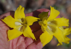 Pachypodium horombense