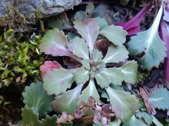 Saxifraga spathularis