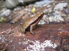 Physalaemus olfersii