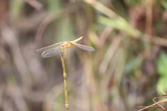 Crocothemis servilia