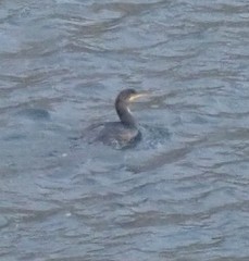 Phalacrocorax carbo