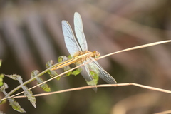 Crocothemis servilia