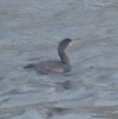 Phalacrocorax carbo