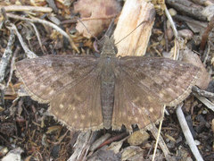 Erynnis icelus