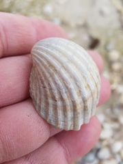Acanthocardia paucicostata