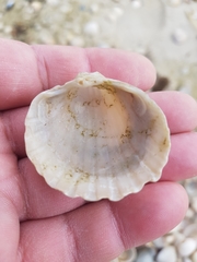 Acanthocardia paucicostata