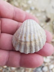 Acanthocardia paucicostata