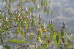 Pseudocaryopteris bicolor
