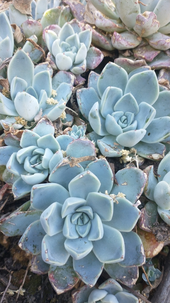 Echeveria