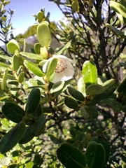 Eucryphia milliganii