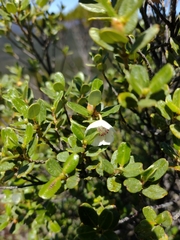 Eucryphia milliganii