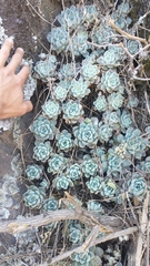 Echeveria elegans kesselringiana