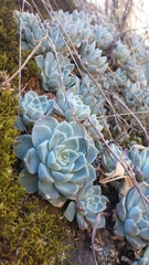 Echeveria elegans kesselringiana