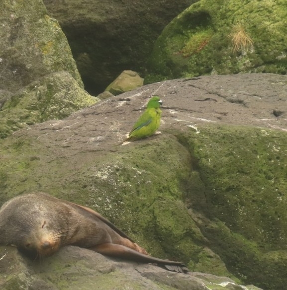 Antipodes Parakeet (Cyanoramphus unicolor), photo 2