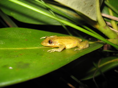 Scinax crospedospilus