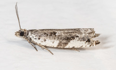 Ancylis mediofasciana