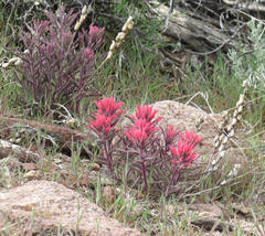 Castilleja angustifolia angustifolia