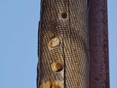 Micrathene whitneyi