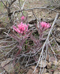 Castilleja angustifolia angustifolia