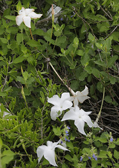 Mandevilla lanuginosa