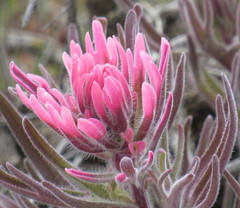 Castilleja angustifolia angustifolia