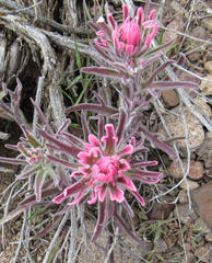 Castilleja angustifolia angustifolia