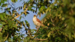 Certhiaxis cinnamomeus