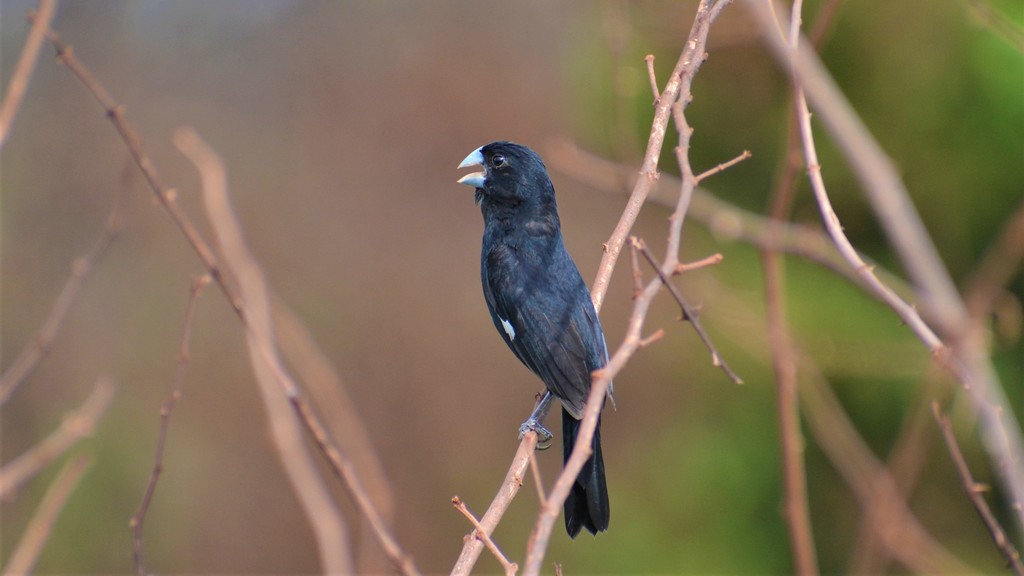 Great-billed Seed-Finch (Sporophila maximiliani) photo