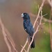 Great-billed Seed-Finch - Photo (c) Ruben D. Layme, some rights reserved (CC BY-NC), uploaded by Ruben D. Layme