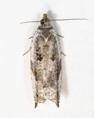 Ancylis mediofasciana