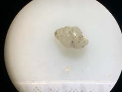 Gastrocopta pentodon