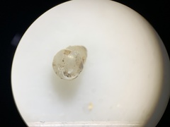 Gastrocopta pentodon