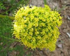 Lomatium grayi