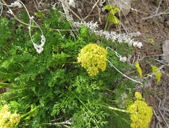 Lomatium grayi