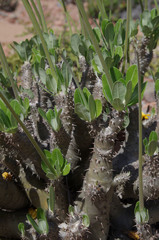 Pachypodium horombense