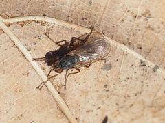 Lispocephala brachialis