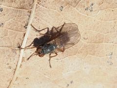 Lispocephala brachialis