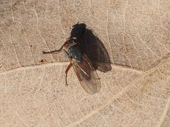 Lispocephala brachialis