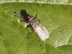 Lispocephala brachialis